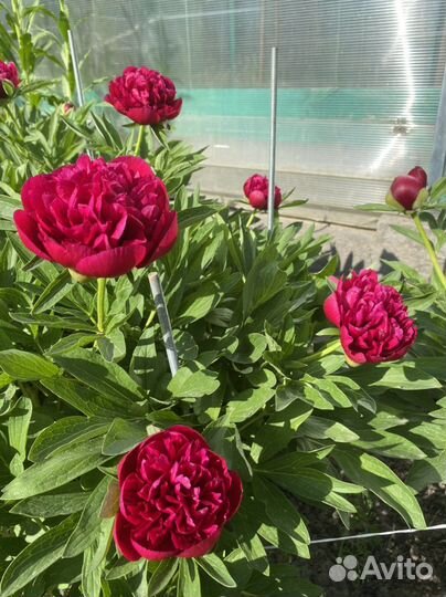 Пионы на срезку и Астильба