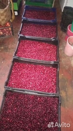 Клюква свежая Ягода