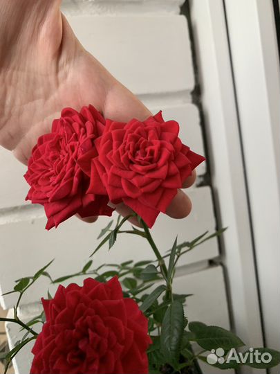 Комнатные цветы розы