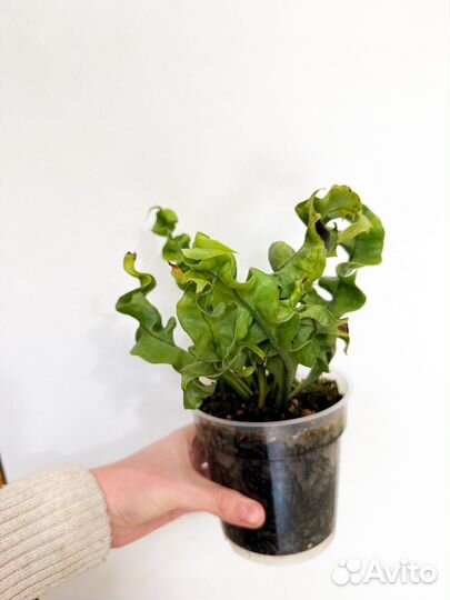 Папоротник Микросорум twister