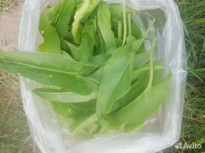 Зелень, сельдерей, укр, пинамбур, хрен