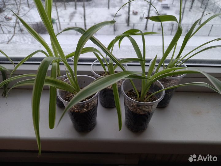 Хлорофитум