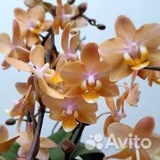 Орхидея арома scention