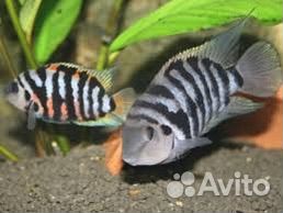 Чернополосые цихлиды отдам