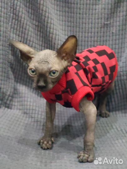 Одежда для сфинкса