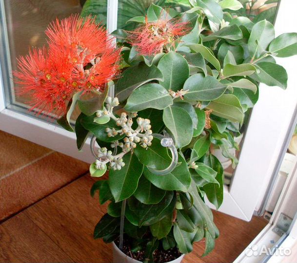 Метросидерос