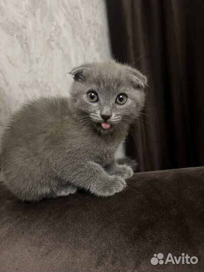 Британская