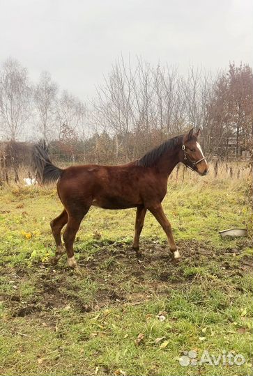 Жеребчик англо-дончак