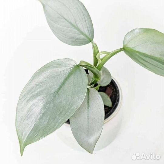 Филодендрон хастатум