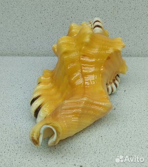 Циматиум Лоториум 12,8 морская ракушка раковина