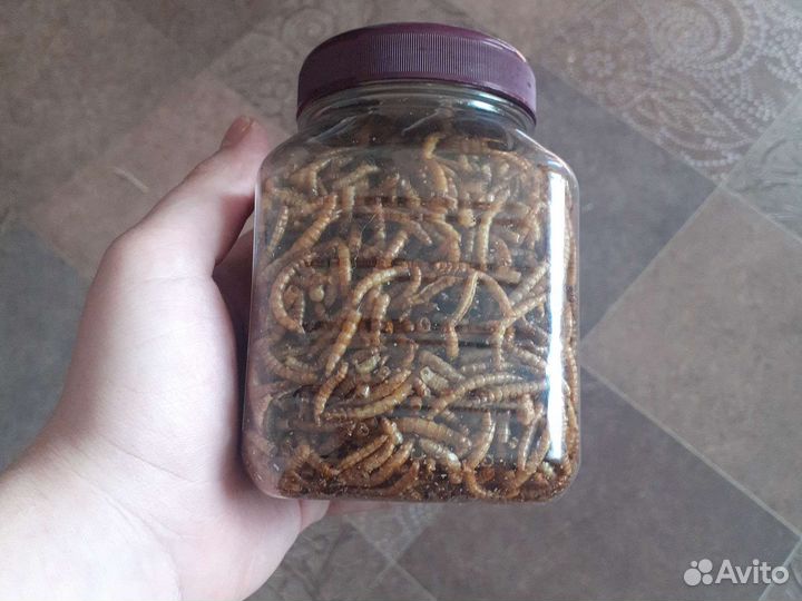 Мучной червь