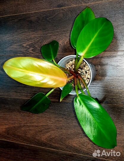 Филодендроны коллекционные