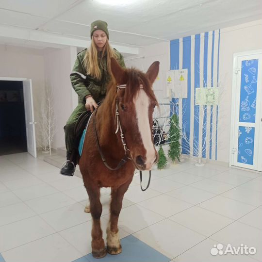 Конные прогулки по Торгашинскому хребту