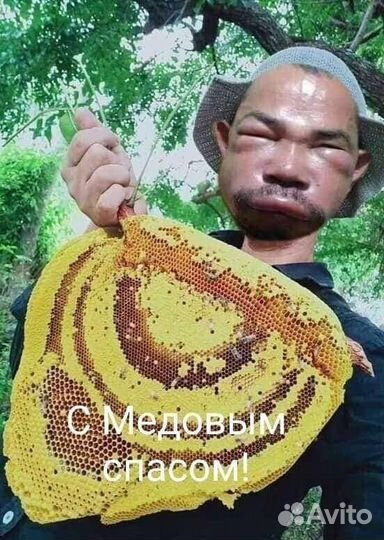 Пчелы, пасека