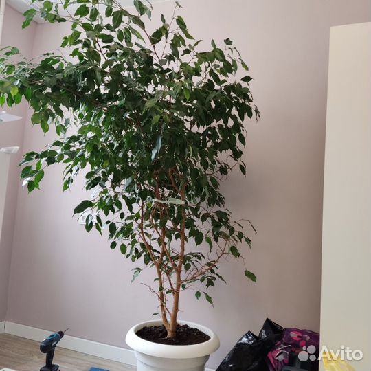 Фикус бенджамина большой