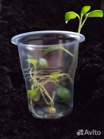 Рассада картофеля сорт Гала