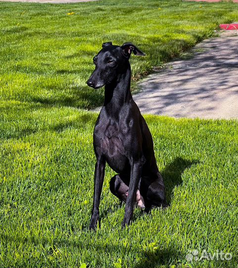 Девочка левретка