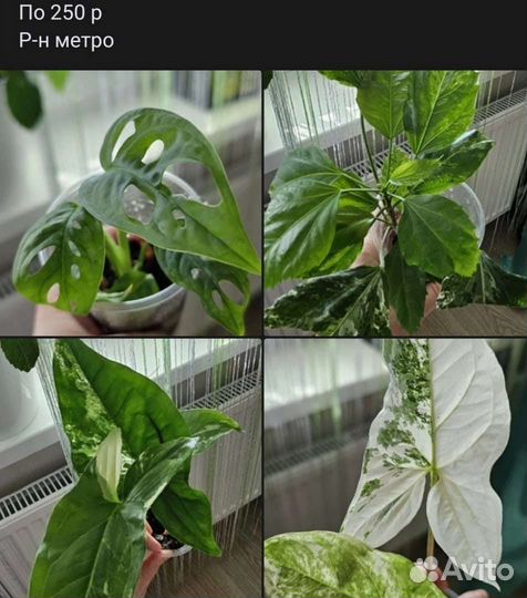 Комнатные растения