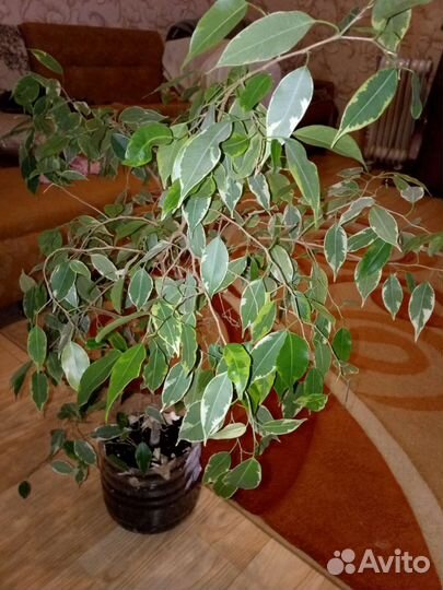 Фикус бенджамина пестролистный
