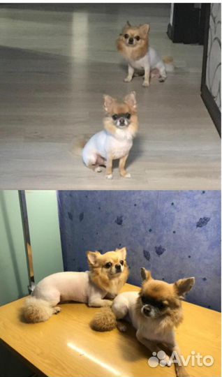 Стрижка собак и кошек