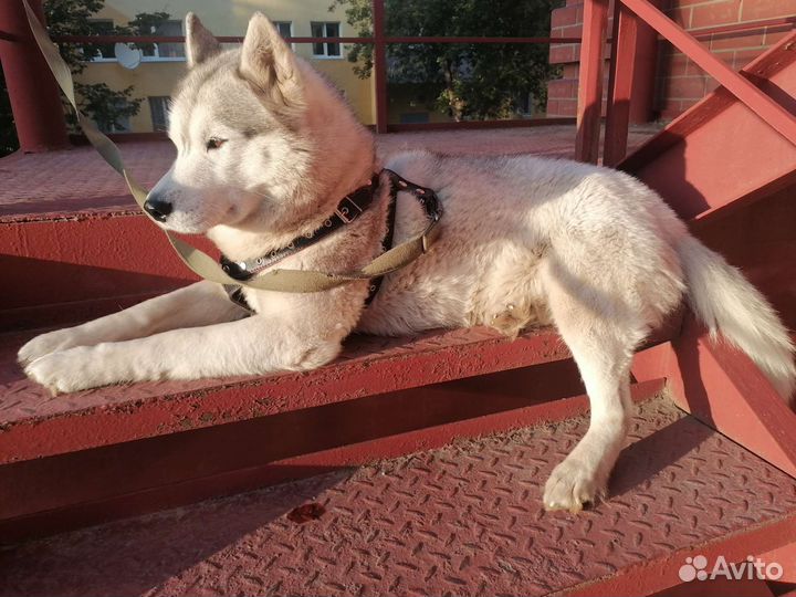 Случка собак