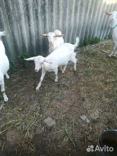 Зааненская коза