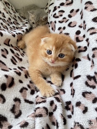 Шотландская