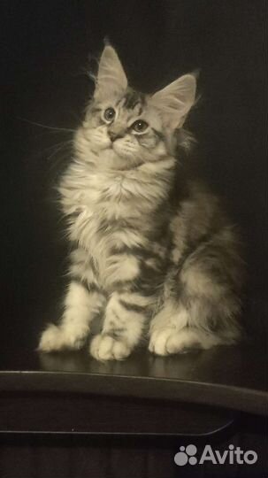 Крупная кошечка