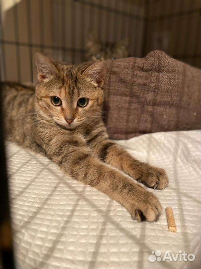 Котята, спасённые со стройки (5 мес), ищут дом