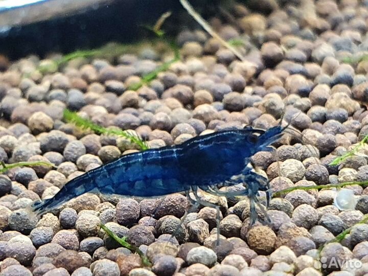 Креветки Blue Dream