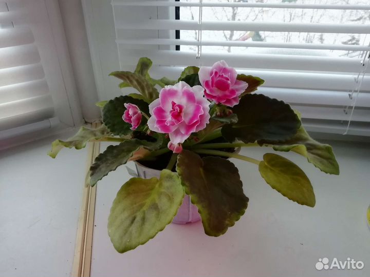 Фиалки сортовые