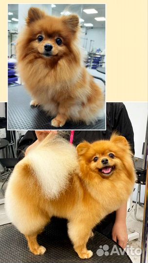 Стрижка собак И животных. Груминг питомцев