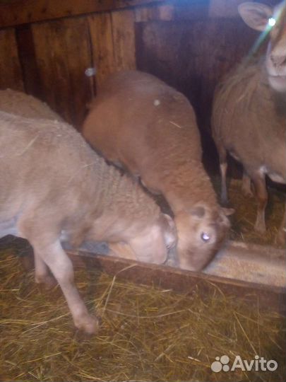 Катумский баранчик