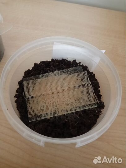 Гриндальский червь