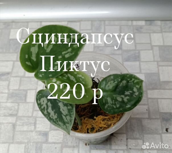 Сциндапсус