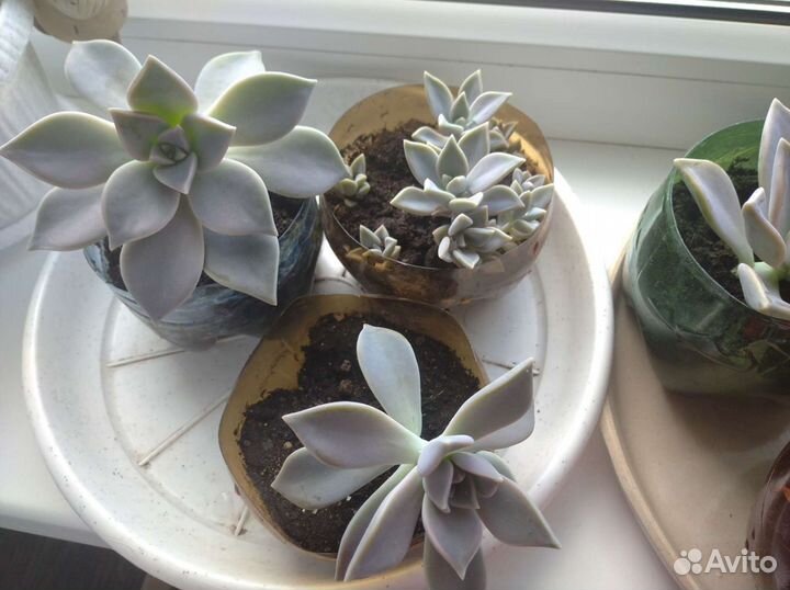 Растения, каменная роза