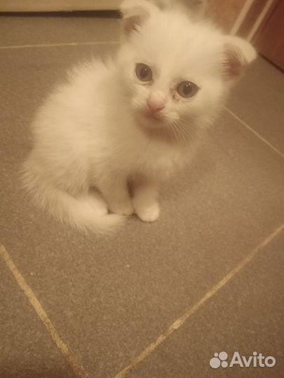 Британские котята