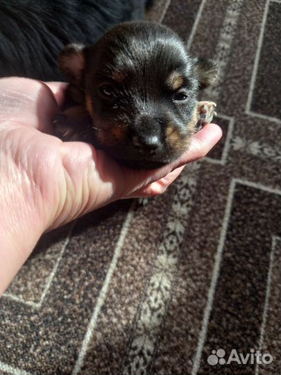 Той-терьер щенки