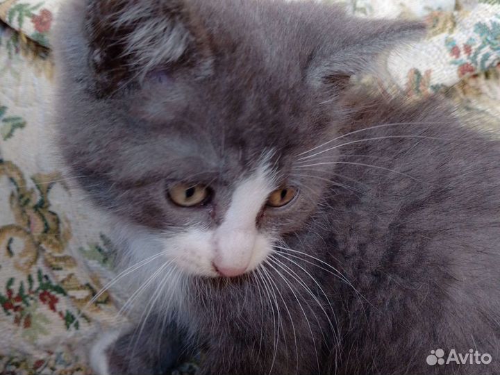 Котята в дар