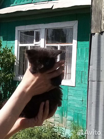 Кошки