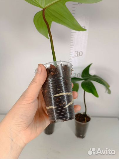 Филодендрон Флорида