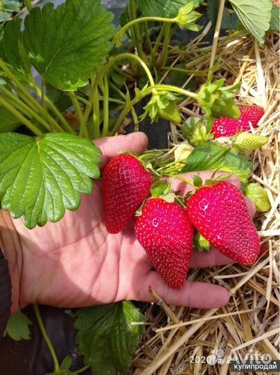 Рассада клубники Клери