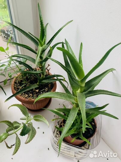 Алоэ лечебный 3 года 30см