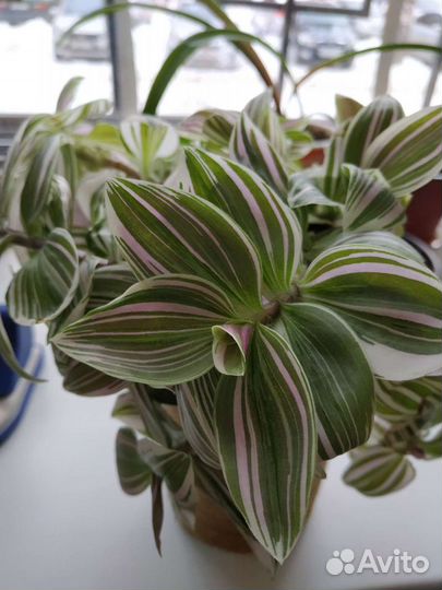 Традесканция нанук, ростки