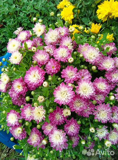 Эхинацея и другие многолетники