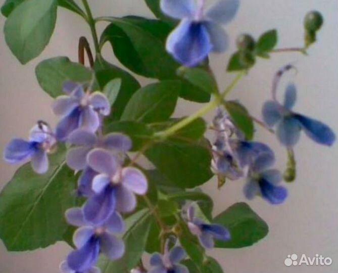 Клеродендрум Угандийский