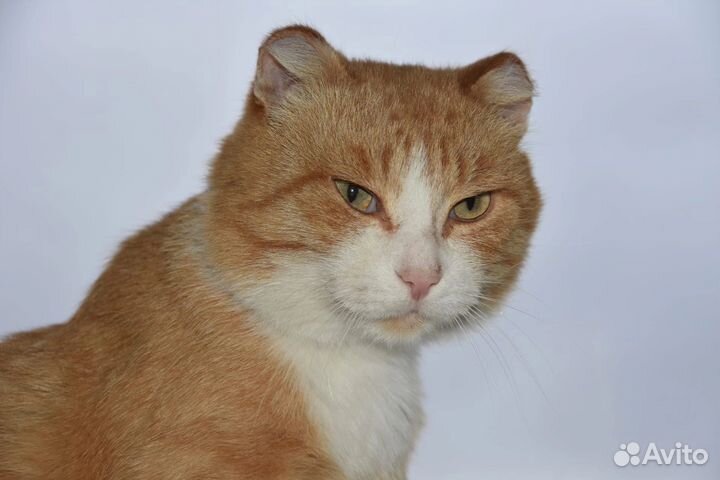 Потерялся кот