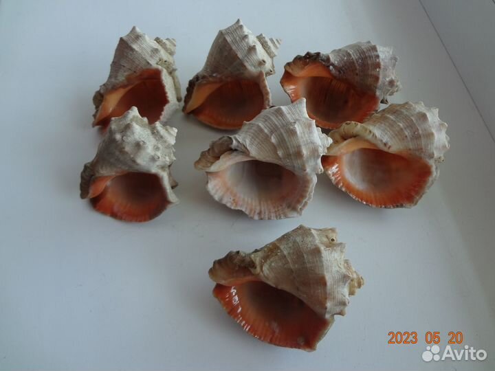 Ракушки аквариумные, рапаны