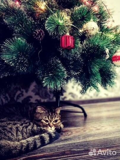 Отдам кошек шотландскую вислоухую и найденыша