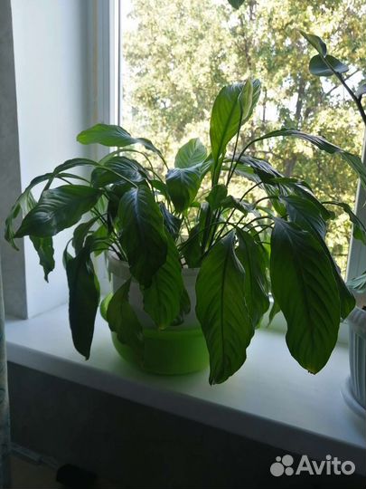 Комнатные цветы